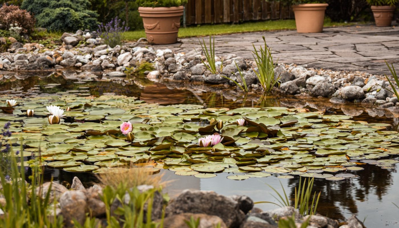 Naturnaher Gartenteich mit Seerosen, Steinufer und Natursteinterrasse